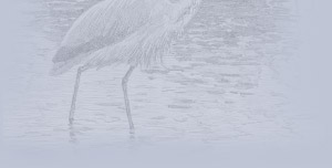 Rareheron Web Design