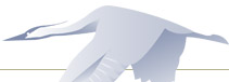 Rareheron Web Design
